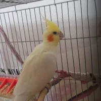 طوطی عروس بالغ