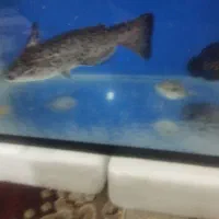 سلام دوستان عزیز|ماهی|باقرشهر, |دیوار