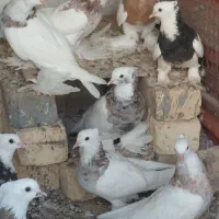 انواع کبوترهای طوقی پاپَربلند سلطانی ب شرط تخم