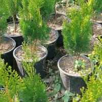 کاج کامیس نوکدار فشرده