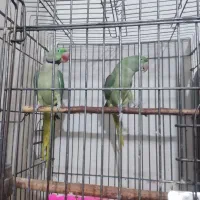 جفت مولد شاه طوطی با ضمانت کتبی