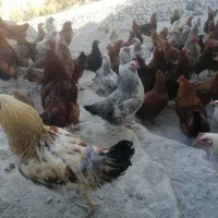نیمچه مرغ گلپایگانی و مرغ بالغ|حیوانات مزرعه|دماوند, دماوند|دیوار