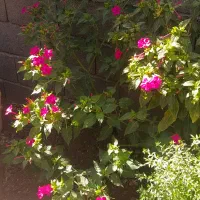 بذر گل|گل و گیاه طبیعی|جوانرود, |دیوار