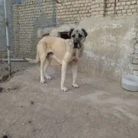 سگ ماچ سرابی