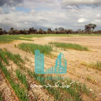 40-هکتار-زمین-سندتک-برگ-ورامین