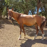 مادیان ۴ ساله با کره یک ماهه|اسب و تجهیزات اسبسواری|خرمآباد, |دیوار