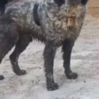 واگذاری سگ قدرجونی خاص