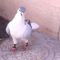 کبوتر نر ساده سبز شاخی