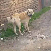 سگ گله. ادمیر. خراسان