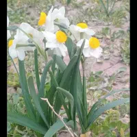 گل نرگس و پیاز گل نرگس زرد برای سال نو عمده و تک