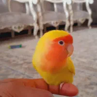 طوطی برزیلی رام دستی مهربون