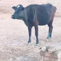 گاو چرون