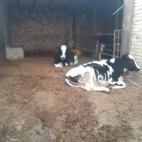 دوراس تلیسه ابستن