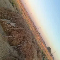 فروش کاه گندم|حیوانات مزرعه|هامون, |دیوار