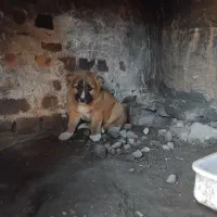 توله خراسانی