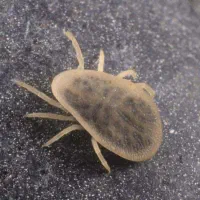 سم‌پاشی تخصصی ساس کک کنه مایت گال تهران