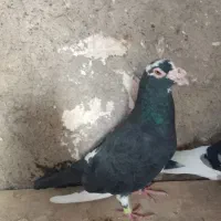 کفتر|پرنده|مشهد, امیریه|دیوار