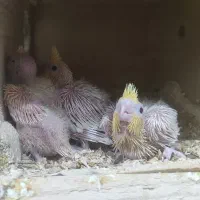جوجه عروس هلندی