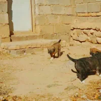 توله ماده|سگ|تربت جام, یحیی آباد|دیوار