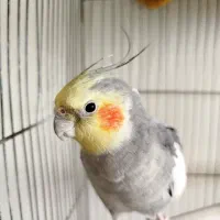 عروس هلندی سخنگو