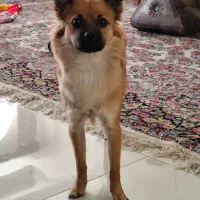 سگ اشپیتز و پامر|سگ|کرمان, |دیوار