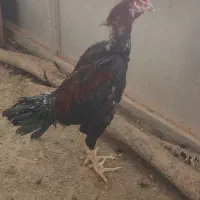 تخم مرغ لاری نطفه دار نسل خوب|حیوانات مزرعه|کرج, حسن آباد|دیوار