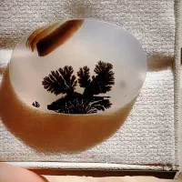 شجر تک درخت قائن سوزنی زاغ شیشه ای