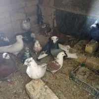 کبوتر پرشی ۱۶ عدد|پرنده|خنجین, |دیوار