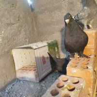 نروماده کلاغ اصل|پرنده|کرمان, |دیوار