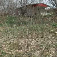 خرید و فروش نهال گردو اصل تویسرکان