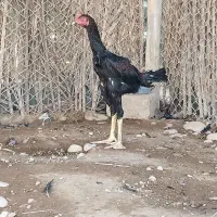 خروس لاری|حیوانات مزرعه|علامرودشت, |دیوار