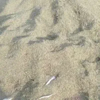 خارشترنرم وسبزآماده تحویل شهرستان جوین|لوازم جانبی حیوانات|عطاملک, |دیوار