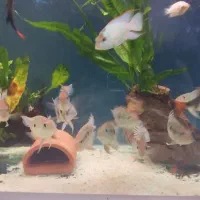 ماهی فرانتوزا و ژئوفاگوس