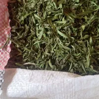 ترخون خشک گلباف