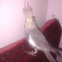 عروس هلندی|پرنده|بیرجند, |دیوار