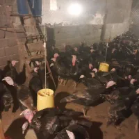 فروش بوقلمون نر ۵ ماهه و بوقلمون ماده