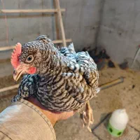 نیمچه خروس آمروک