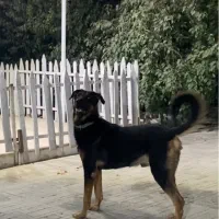 سگ نگهبان|سگ|تهران, آذری|دیوار