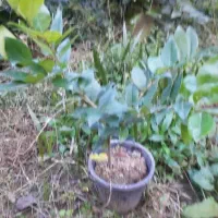 یاس|گل و گیاه طبیعی|چابکسر, |دیوار