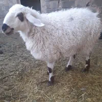 کابر  دو رگ آبستن