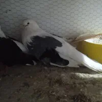 دوکت زینتی معاوضه با پلستیشن|پرنده|میبد, |دیوار