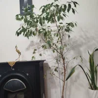 حراج گل بنجامین|گل و گیاه طبیعی|مراغه, |دیوار