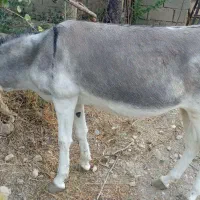 الاق ماده|حیوانات مزرعه|آشخانه, |دیوار