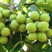 فروش شتلی توت فرنگی و نهال پسته قسقوان و۰۰۰۰۰