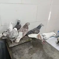 کبوتر
