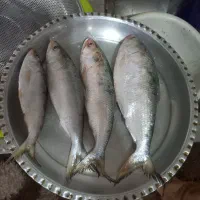 ماهی صبورتازه