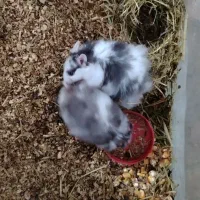 فروش یه جفت همستر مولد