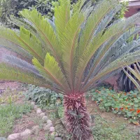 سیکاس