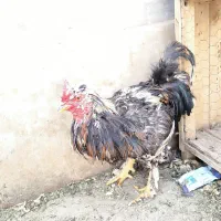 خروس سلطان