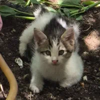 واگذاری بچه گربه